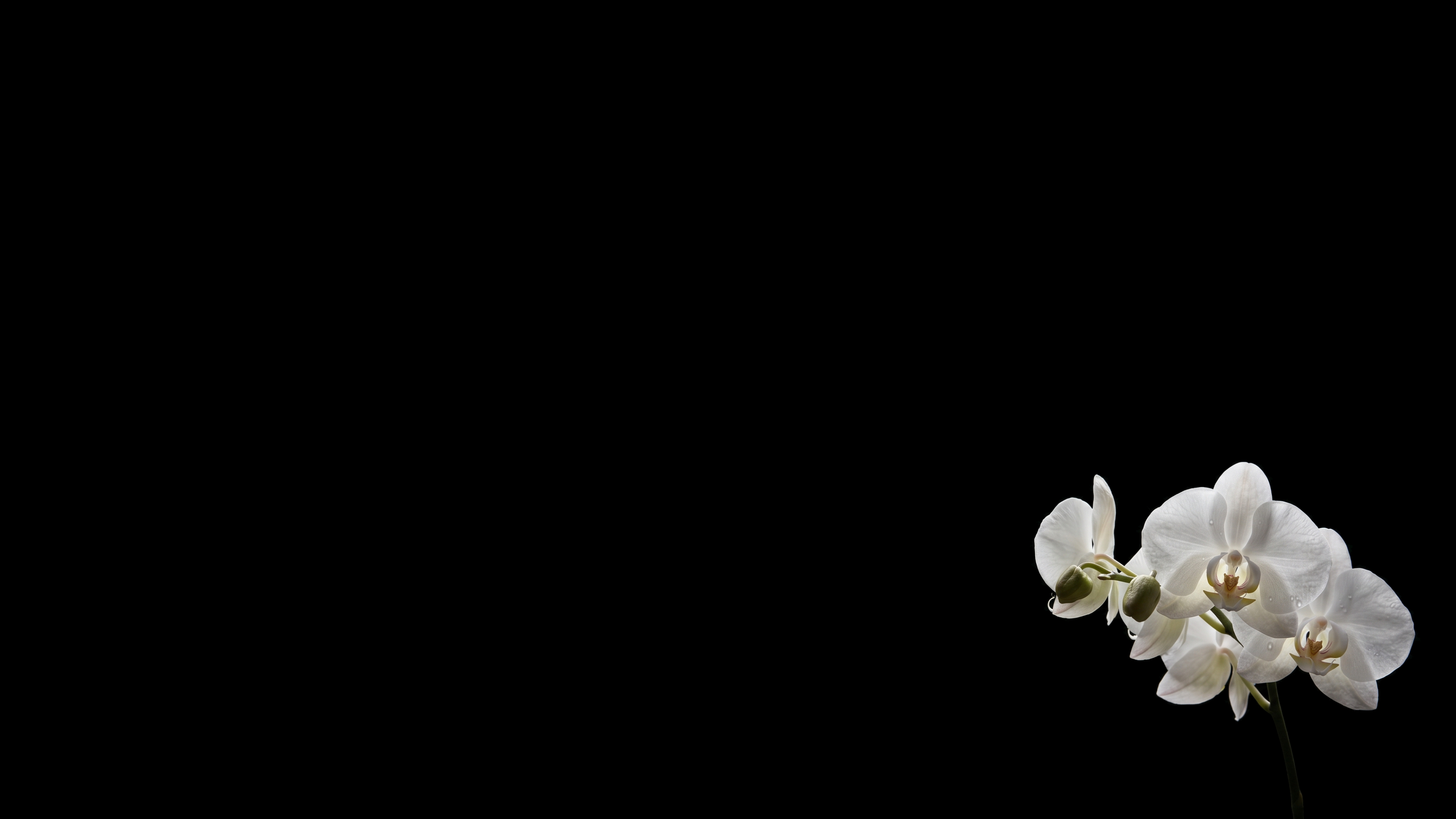 White Orchid On Black Void 2